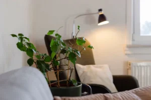 Grüner Zimmerpflanze im dunklen Blumentopf im Vordergrund, dahinter ein dunkelgrauer Sessel mit weißem Kissen, eine Leselampe an der Wand und ein Fenster mit Heizkörper, gemütliche Wohn- oder Therapieraum-Atmosphäre.